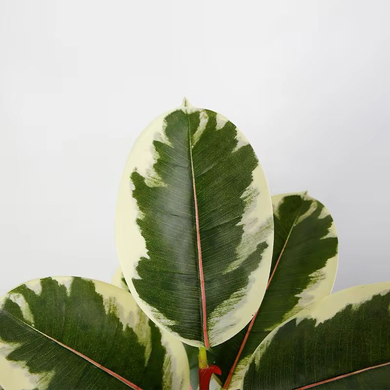 Unique Ficus Artificial  Plant  54 Inches