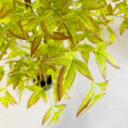 Indoor Luxe Livistona Chinensis Artificial Plant [ 60 Inch ]